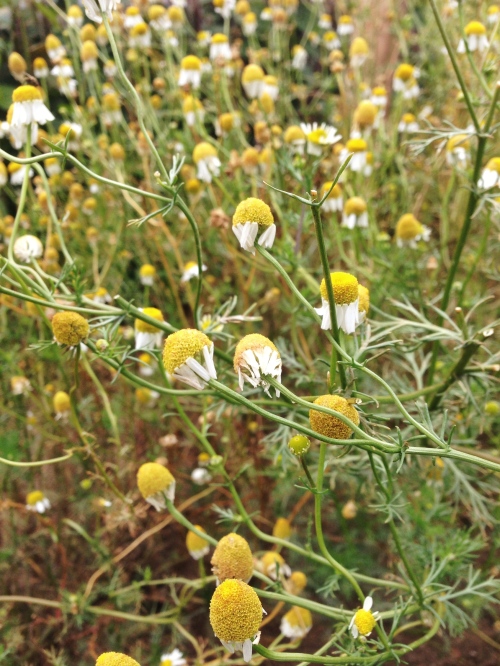 Happy chamomile ready to be harvested